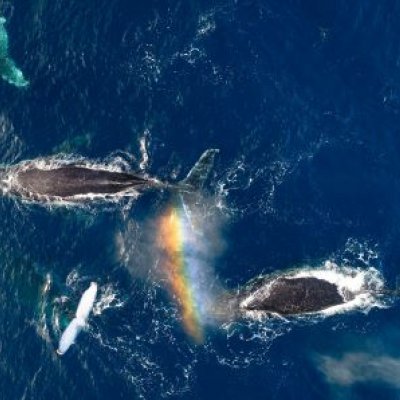 An aerial photo of a pod of whales in dark blue water, with part of a rainbow visible.